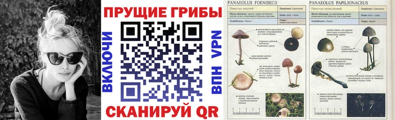 Псилоцибиновые грибы Psilocybine cubensis Курчатов